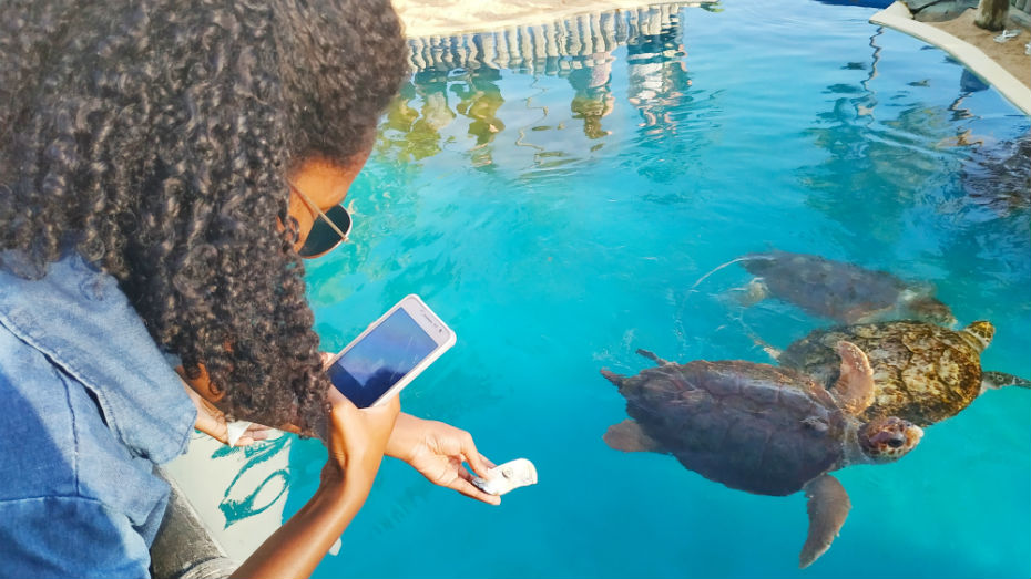 Com o celular, jovem tira foto de tartaruga marinha