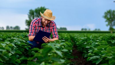 Homem cultivando mudas em plantação